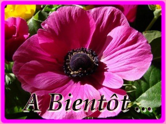 anemone-538983.jpg