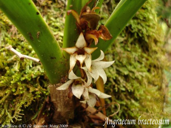 Angraecum-bracteosum.jpg