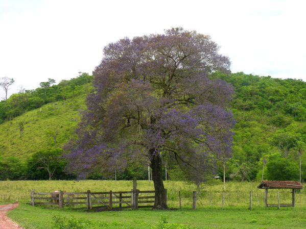 Bresil Bonito Arbre Bleu xxx2