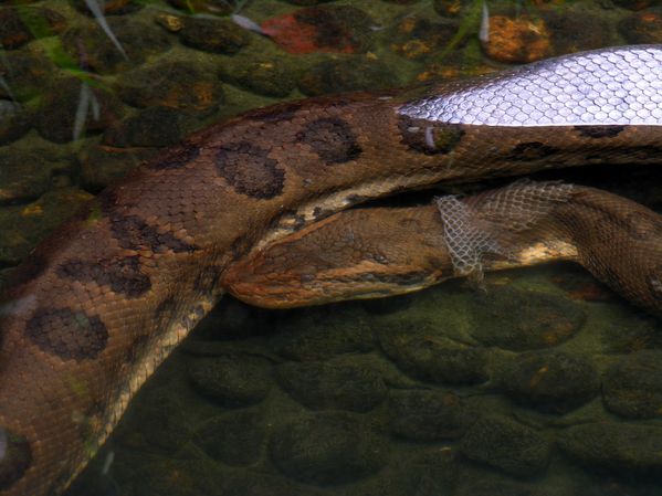 Bresil Pantanal S Anaconda 2