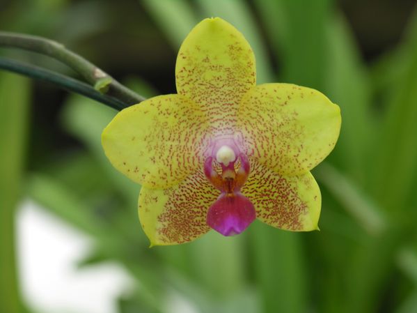Bresil Rio Orchidée yy1
