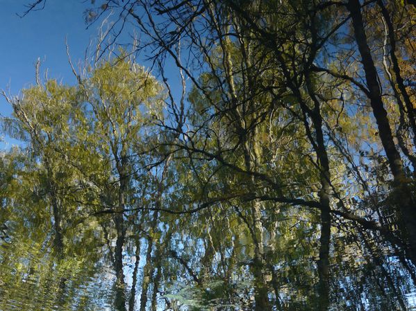 arbres.jpg