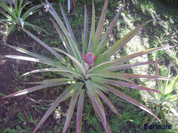 ananas fleur 2