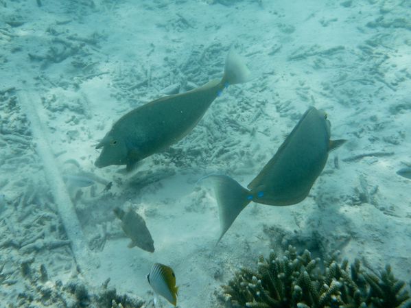 Maldives 4 15 licorne