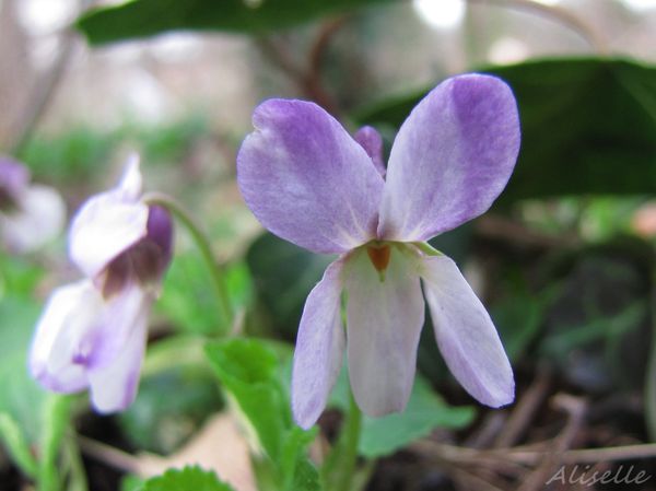 Violette-03-2010-a.jpg