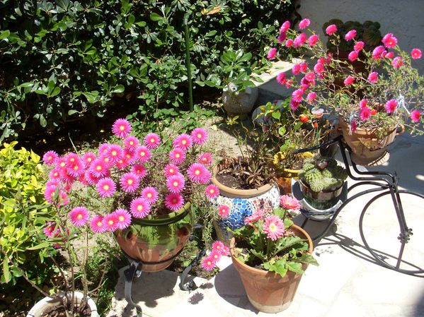 Coin de jardin au mois de mai (1)