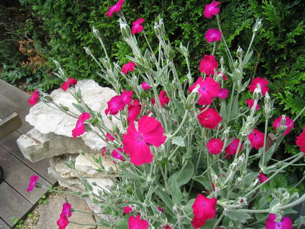 FLEURS-4098.JPG
