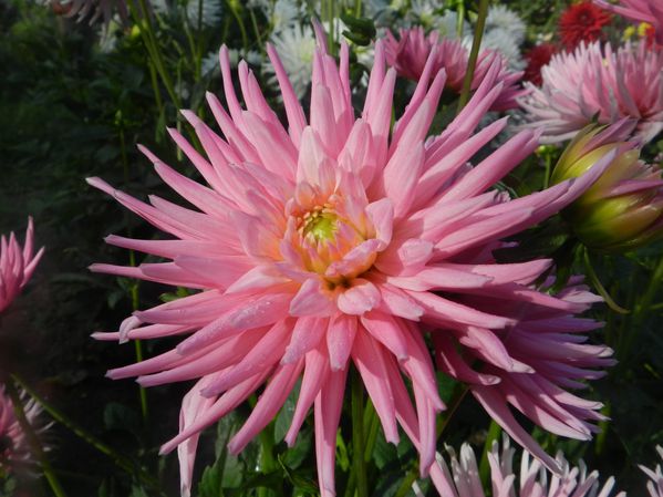 DSCN6078.jpg