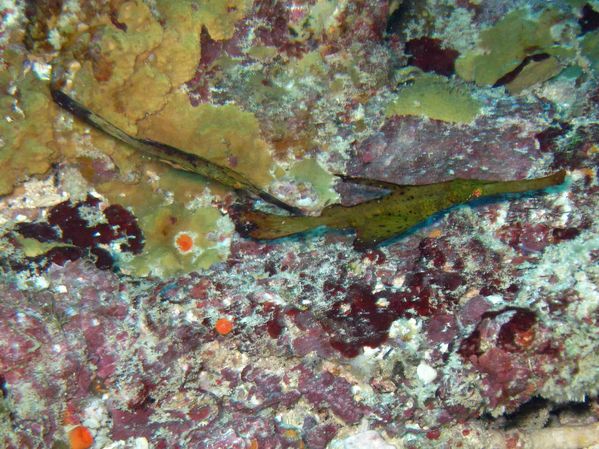 Poisson-fant-me-03.jpg