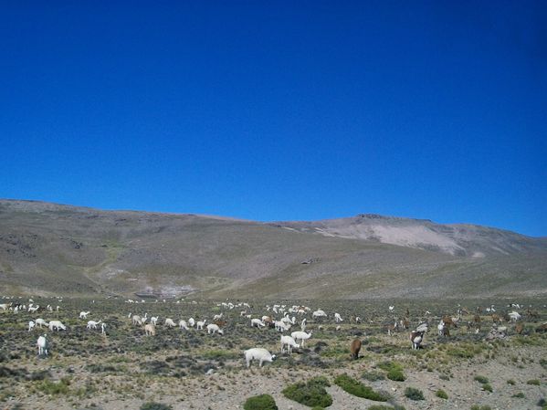 1. Tiens, un champ de lamas! - A few grazing lamas