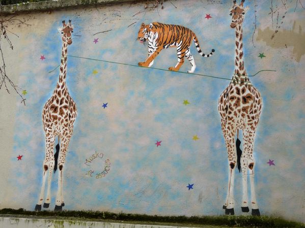 Superbes ces girafes qui se prêtent au jeu.