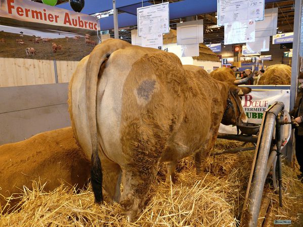 rencontres aubrac 2011