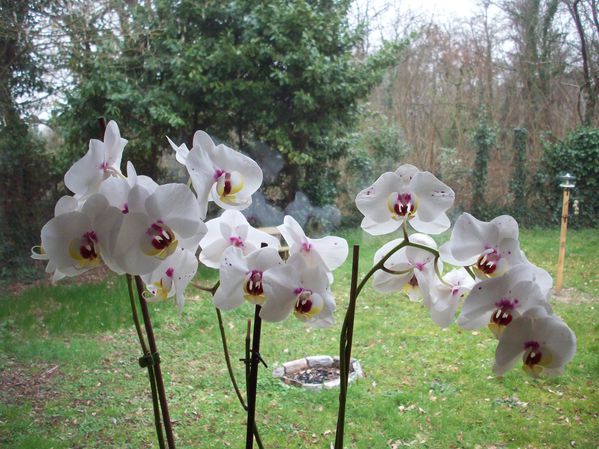 088 Orchidée.
