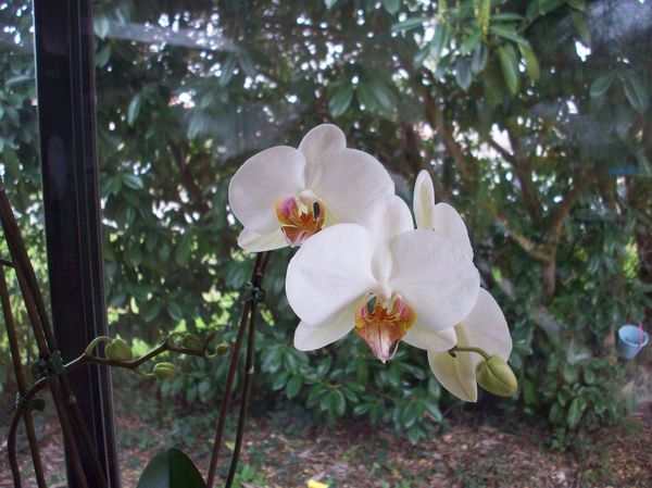 091 Orchidée.