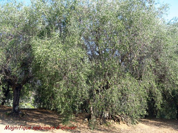 MONT-GRAZIAN 3146