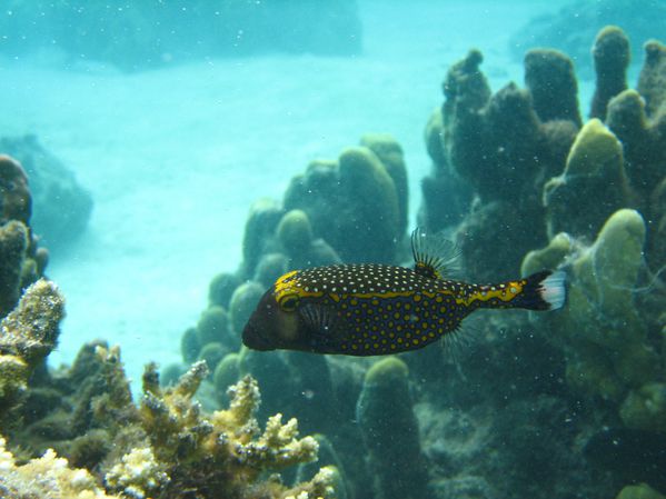 Moorea-Hilton-2 6864