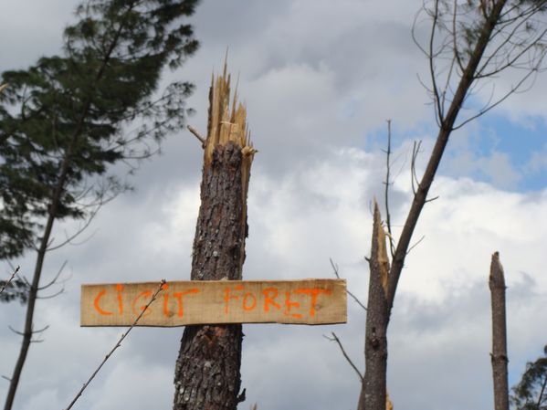 ci-git la forêt des Landes