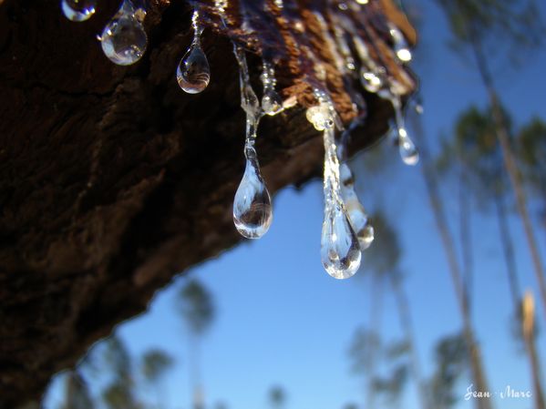 arbre-en-pleurs-06.jpg