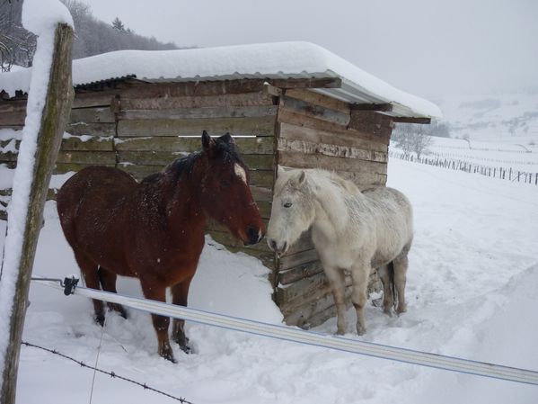 raquette du 09 janvier10 038