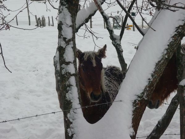 raquette du 09 janvier10 039