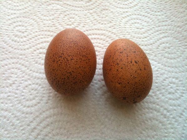 20120304 poules01