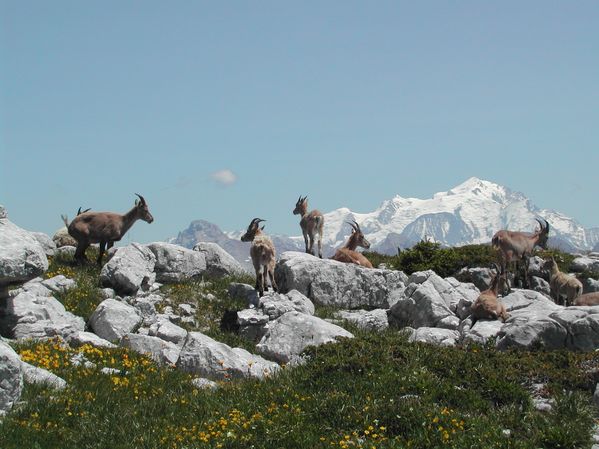 bouquetins plateau dee sous-dine devant Mt blanc