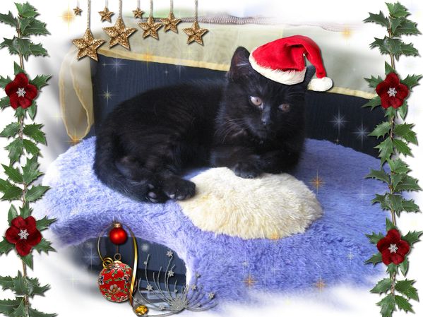 Noel-2010--petite.jpg