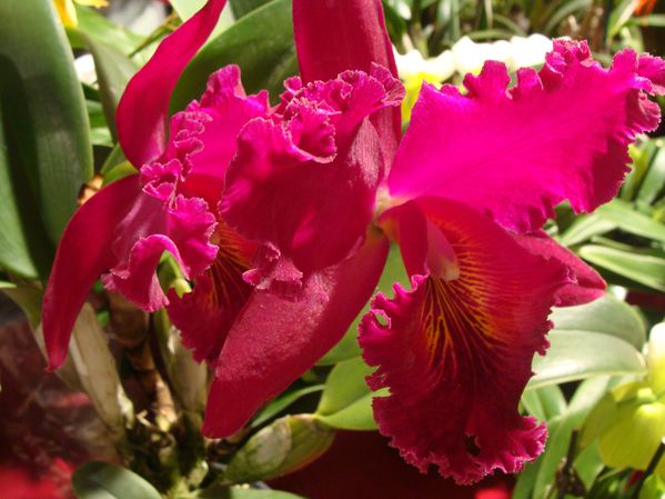 2010-03-26 bouquet cloche de Pâques - orchidées-copie-18