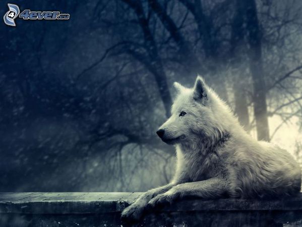 loup blanc 2