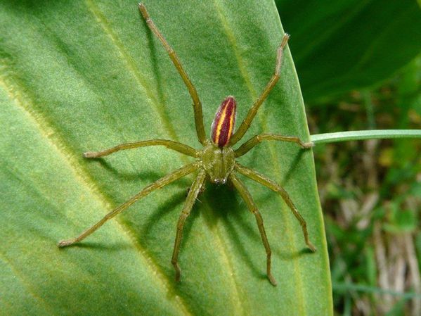 Micrommata-virescens-femelle-Courchevel--2-.JPG