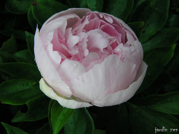 pivoine rose en bouton