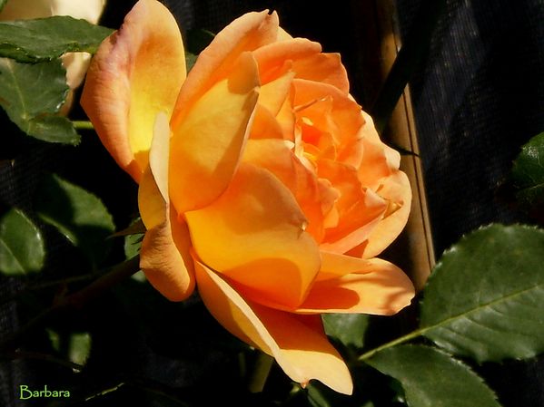 P5070060