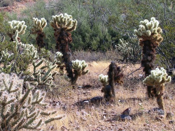 Arizona cactus Jumping Chollas