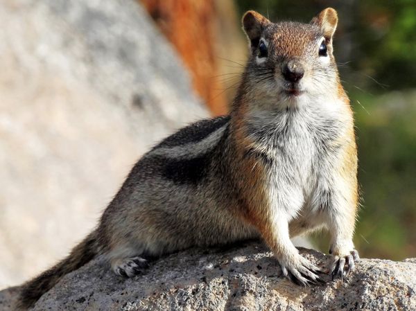 Scenic Byway 12 chipmunk