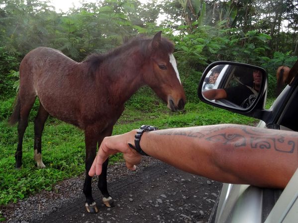 Marquises Hiva Oa cheval voiture