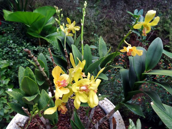 Papeete Orchidées jaunes