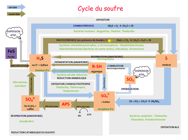 Sulfur cycle