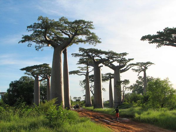 Adansonia_grandidieri02.jpg