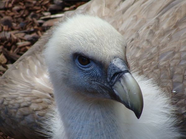 vautour