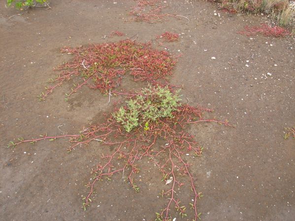 Tamoa mai2006JML 061