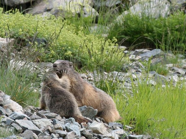 Marmottes 5345