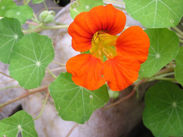 capucine-orange.JPG