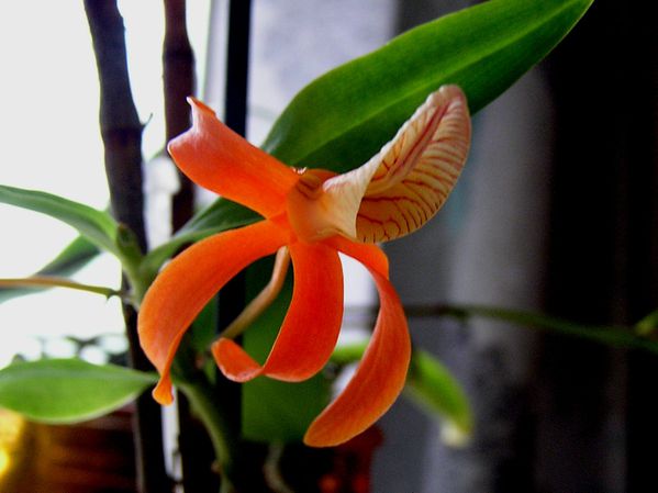 Dendrobium-unicum--3-.JPG