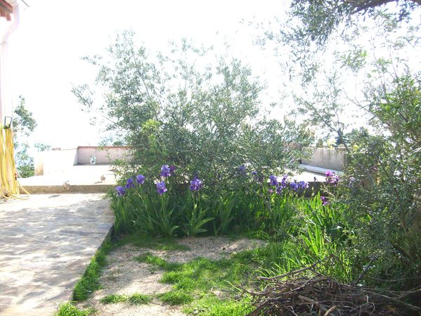 jardin.JPG