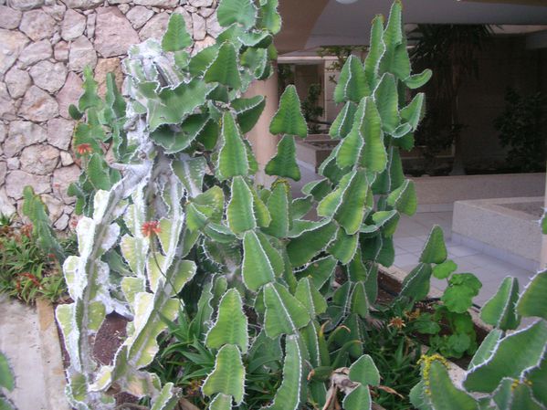 Cactus.JPG