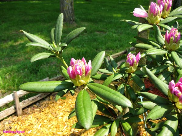 Rhododendron-et-magnolia 0988 (Copier)