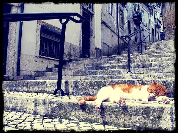 Lisboa-gato.jpg