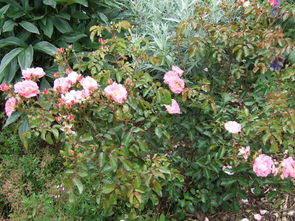 Il a bien mérité sa place au jardin