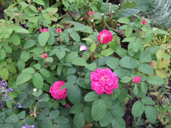 Roses "Crown princess margareta" et "Rescht"