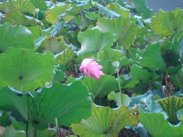 2010-09-23 Hongzhou Westlake - Lotus (2)